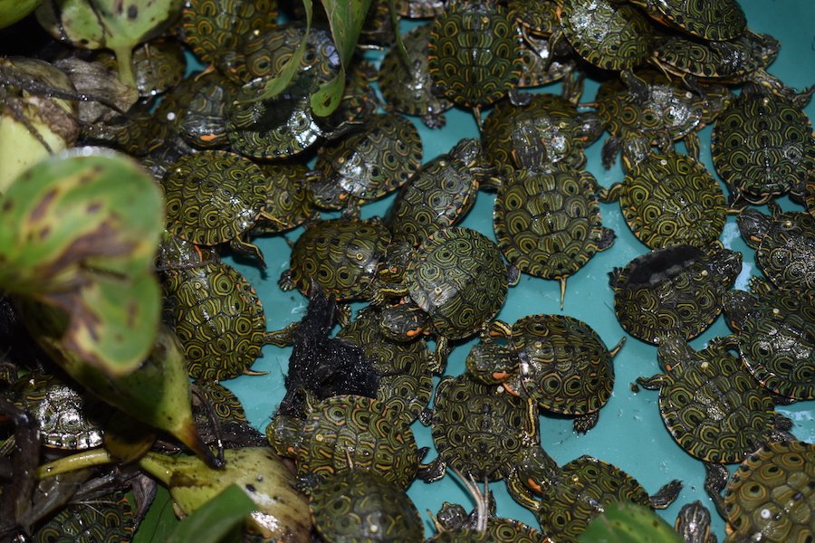 Liberados Neonatos De Tortuga Hicotea En Nuestro Campo