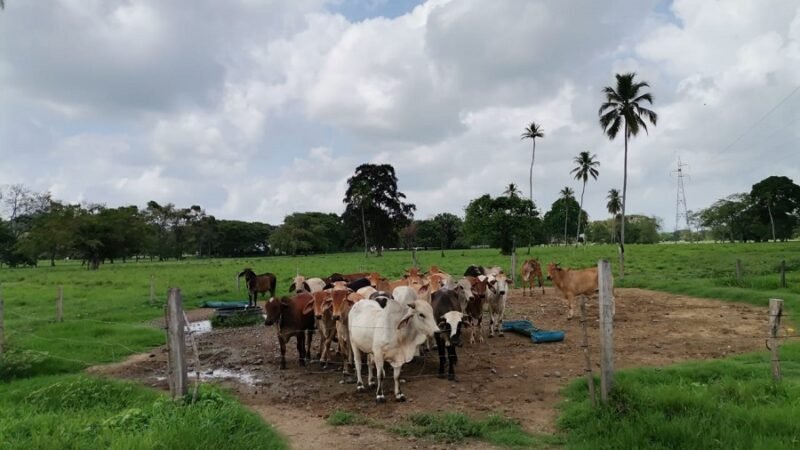 Se espera que pronto la carne colombiana y cordobesa pueda estar en Indonesia.