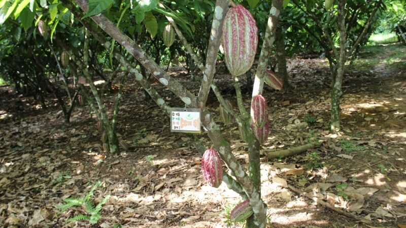 Renovación de plantaciones de cacao.