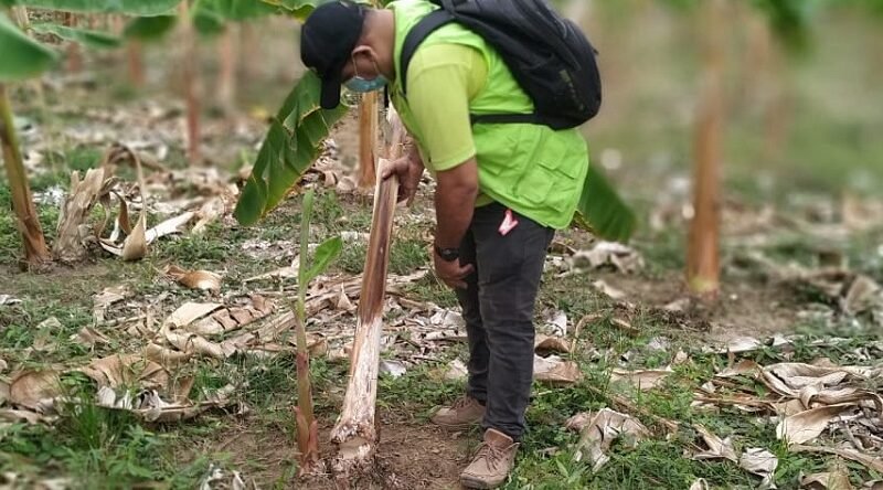 Revisa cultivo de plátano