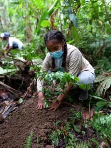 Jóvenes se vincularon a la siembra de maderables