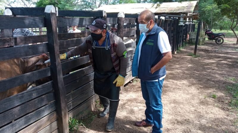 Vacunación contra la fiebre aftosa comienza el 10 de mayo