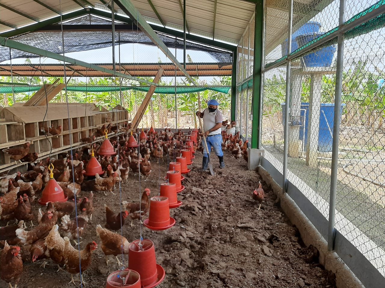 bioseguridad avícola