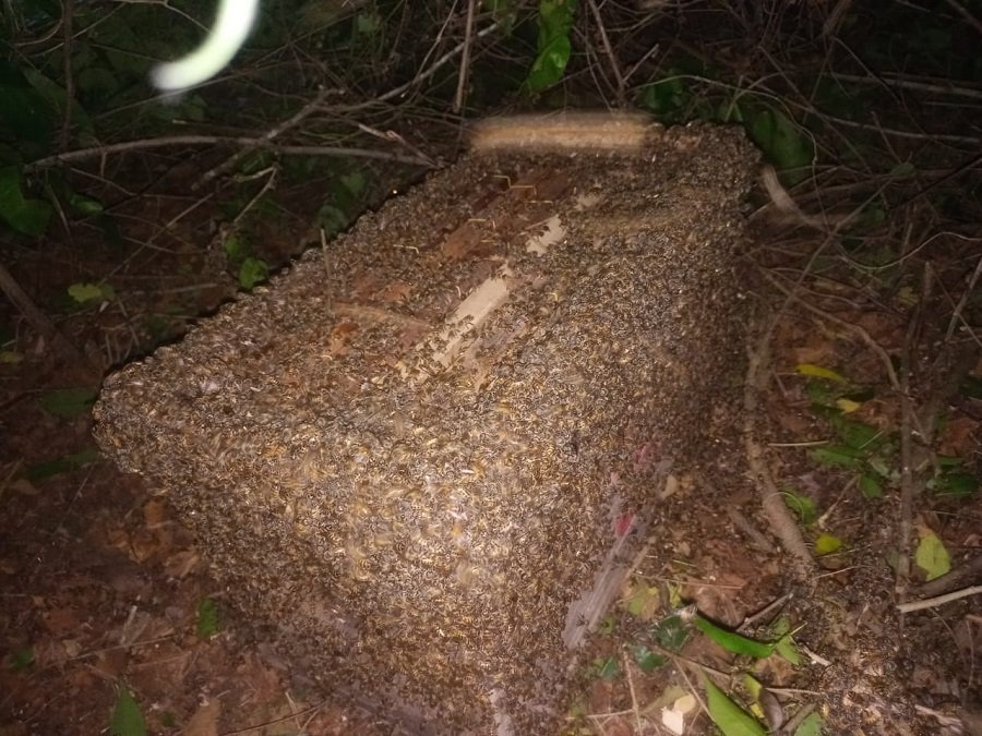 Abejas en apiario