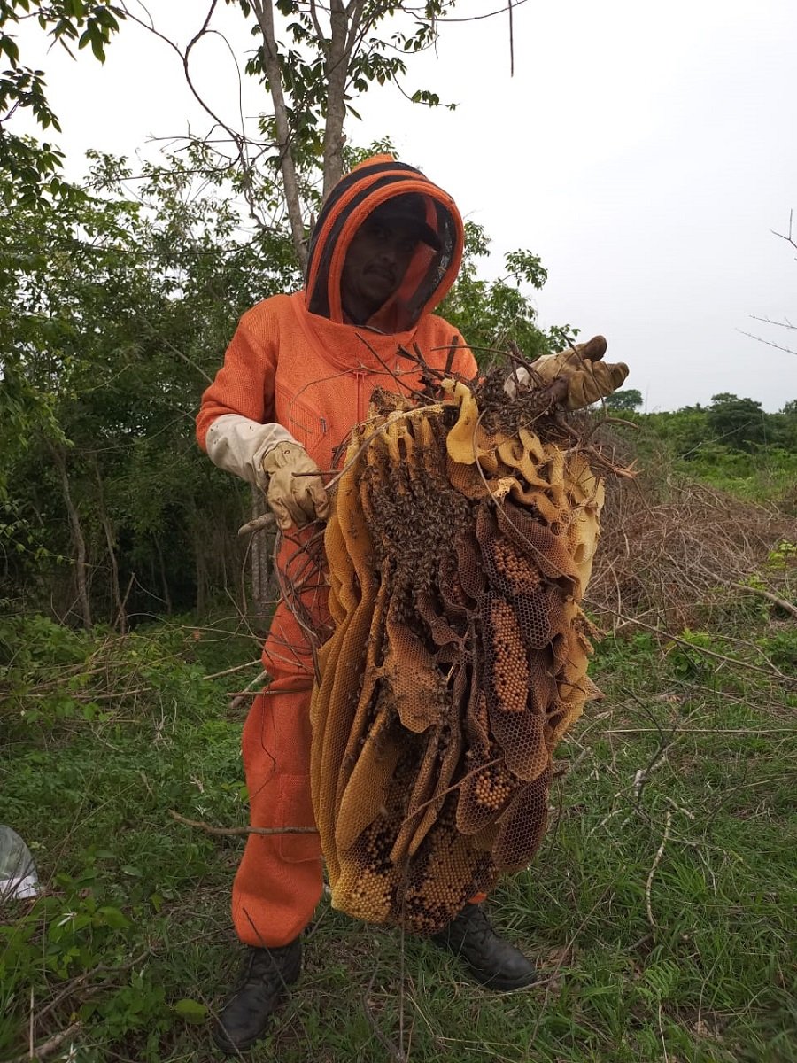 Abejas rescatadas