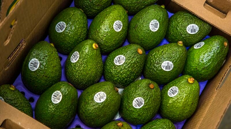 Aguacate Hass