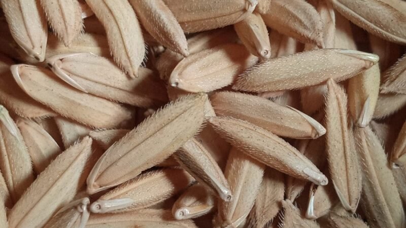 Arroz paddy