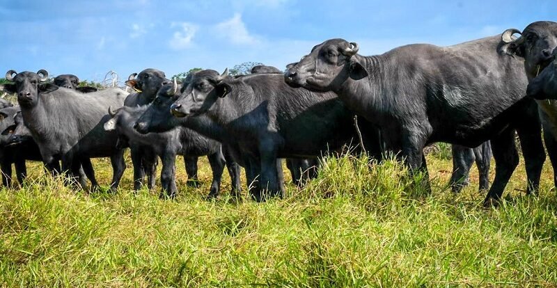 Búfalos posando