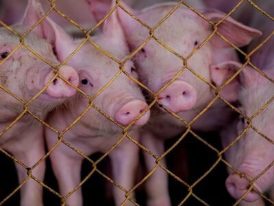 Cerdos mirando por rejas