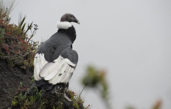 Condor, foto Mario Morales