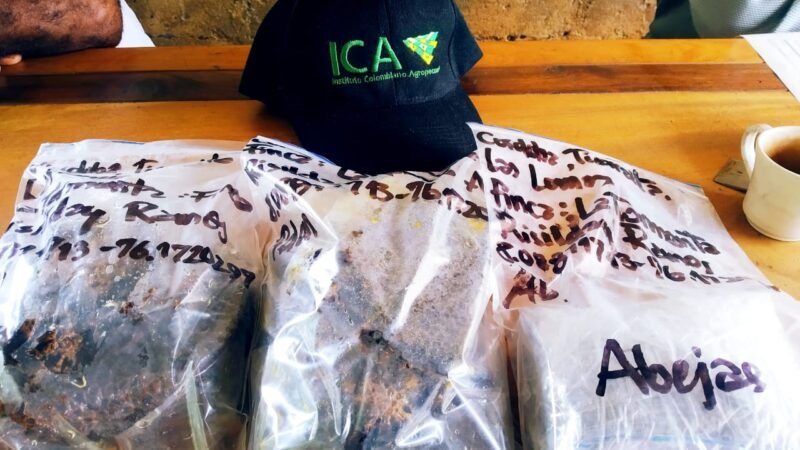 ICA abejas recolectadas