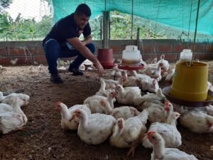 Luis Carlos Taboada con pollos