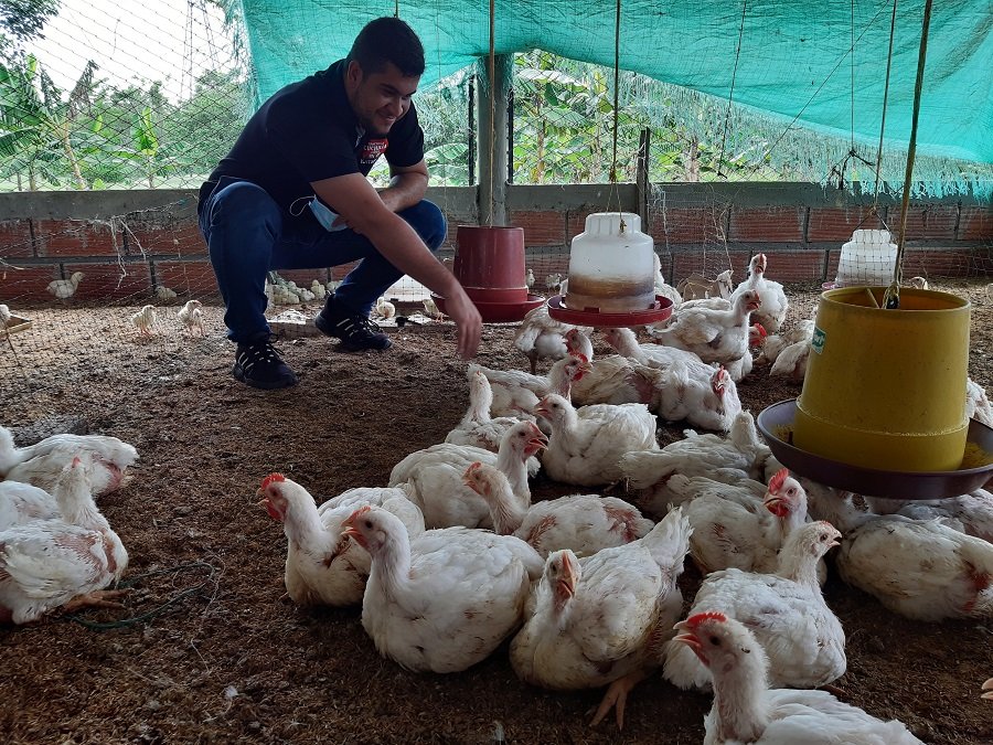 Luis Carlos Taboada con pollos