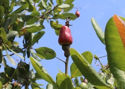 Marañón de Chinú