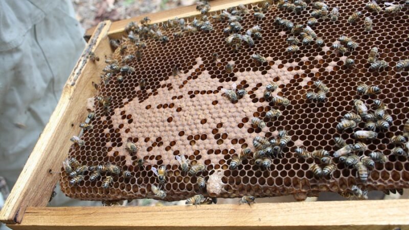 Miel de abejas, abejas en apiario
