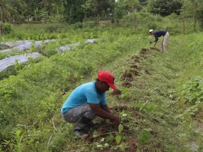 Mujeres en el campo
