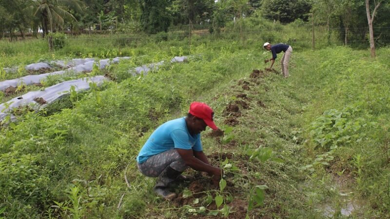 Mujeres en el campo