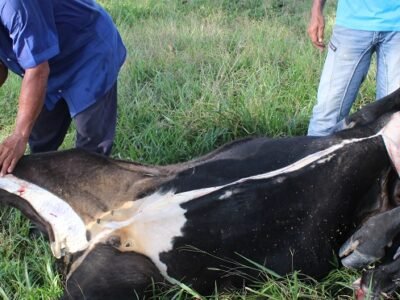 Sacrificio en finca