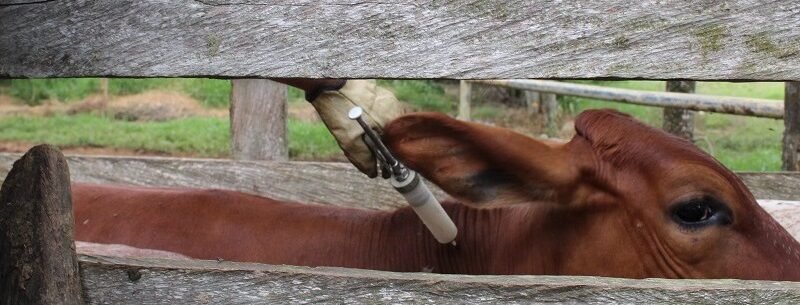 Vacunan contra la aftosa