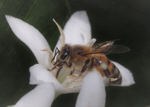 Abejaencafetal-recortada