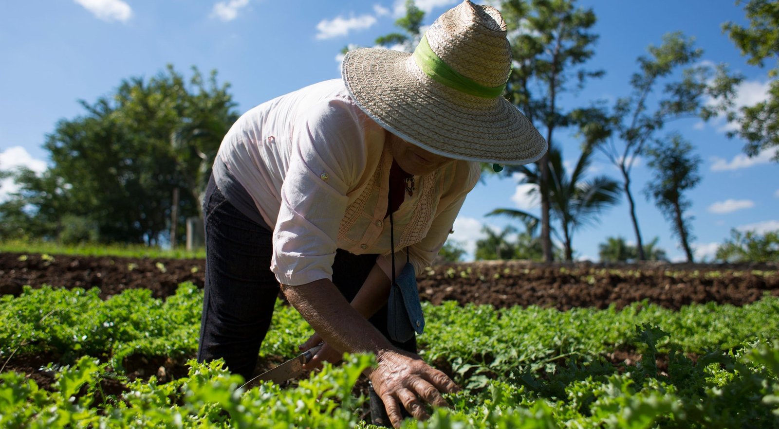 Agroecología, Un Modelo Productivo Y De Intercambio De Saberes - En ...