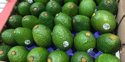 AguacateHass1