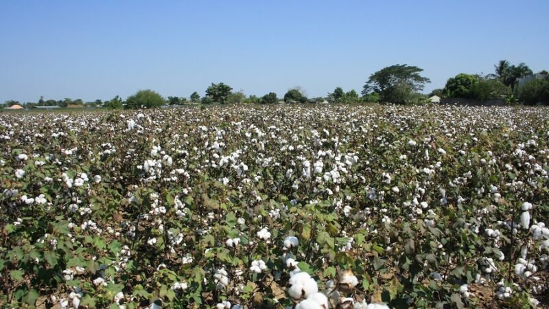 Foto-paranotasobrealgodón