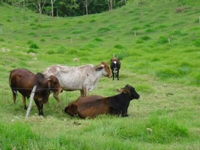 Ganadería-ValledelCauca1