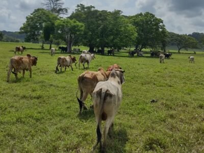 Ganadería-animalesflacos