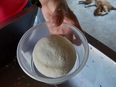 Guayacán-tarroconbola