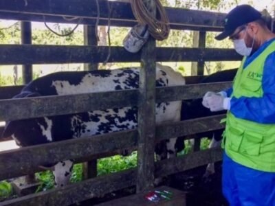 ICA-pruebas de brucelosis bovina