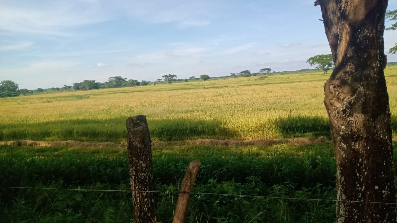 Seheve - Cultivo de arroz