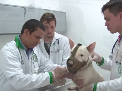 Unicor-pequeñasespecies