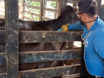 Vacunación-antiaftosa-29dejunio