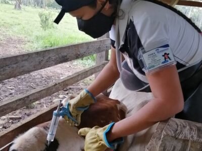 Vacunación antiaftosa-ganadopeludo