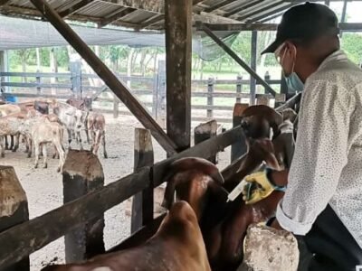 Vacunación antiaftosa-mayo25