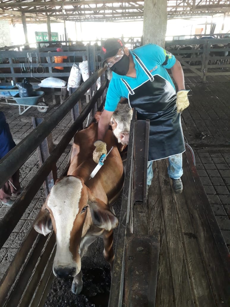 Vacunación-contraaftosa mira la cámara