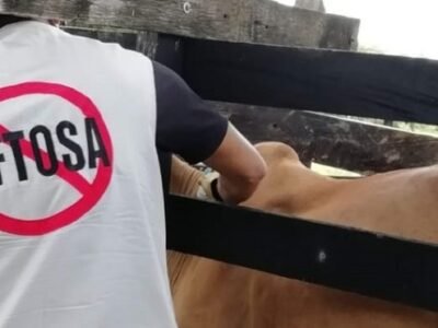 Vacunaciónantiaftosa-4semana-1