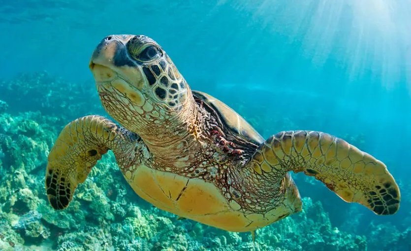 Los caracoles de mar podrían perder su caparazón debido al cambio climático