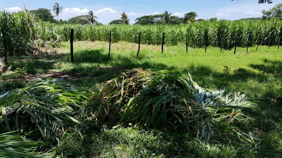Agrosavia-Fedegan-maízcortado