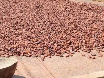 Cacao en secamiento1