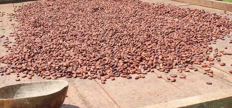 Cacao en secamiento1