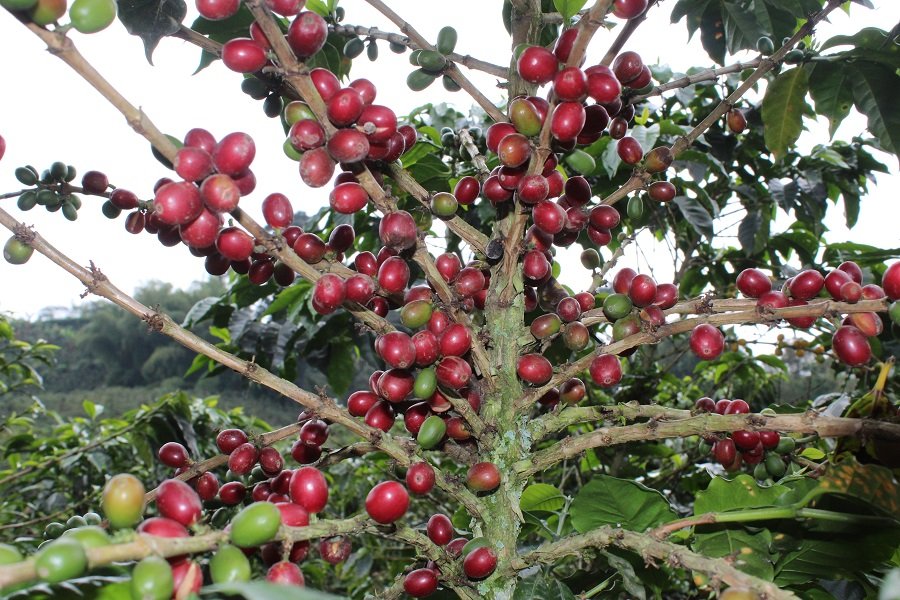 Cafémadurorojo3
