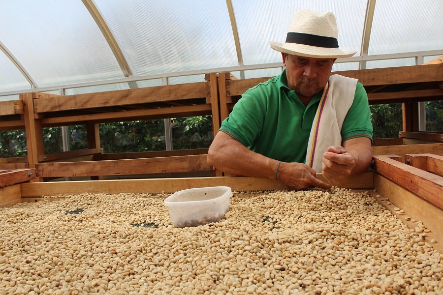 Cafetero-seleccionagranos