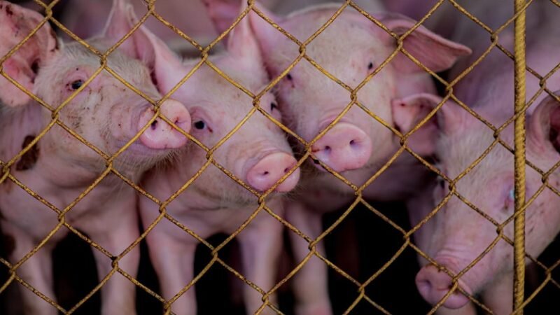 Cerdos mirando por rejas