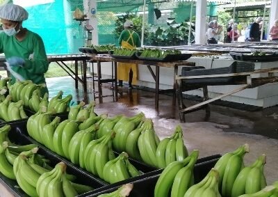 Fusarium-banano
