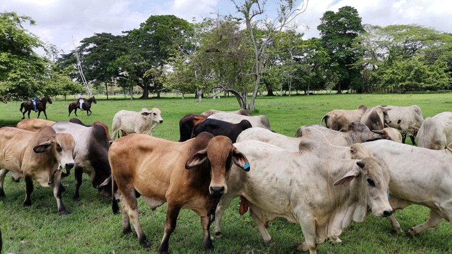 Ganado en finca