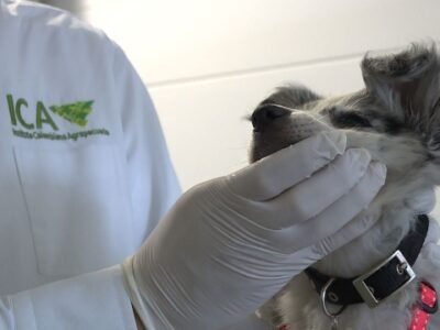 ICA-salidayllegadadeperros