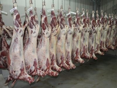 Ovinos - canales en Frigocer