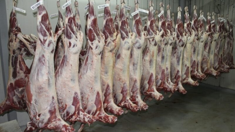 Ovinos - canales en Frigocer